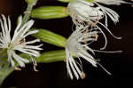 Blue ridge catchfly